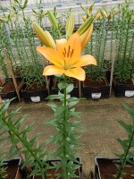 [5132 Cesare VZ No02.JPG]